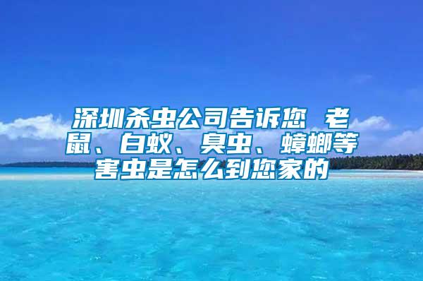 深圳殺蟲公司告訴您 老鼠、白蟻、臭蟲、蟑螂等害蟲是怎么到您家的
