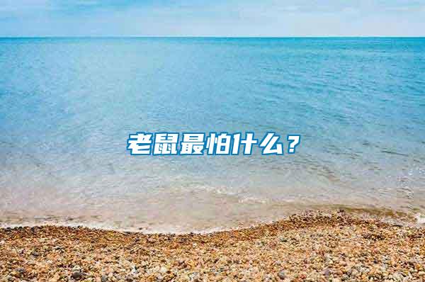 老鼠最怕什么？