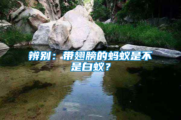 辨別：帶翅膀的螞蟻是不是白蟻？
